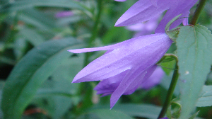 CREEPING BELLFLOWER